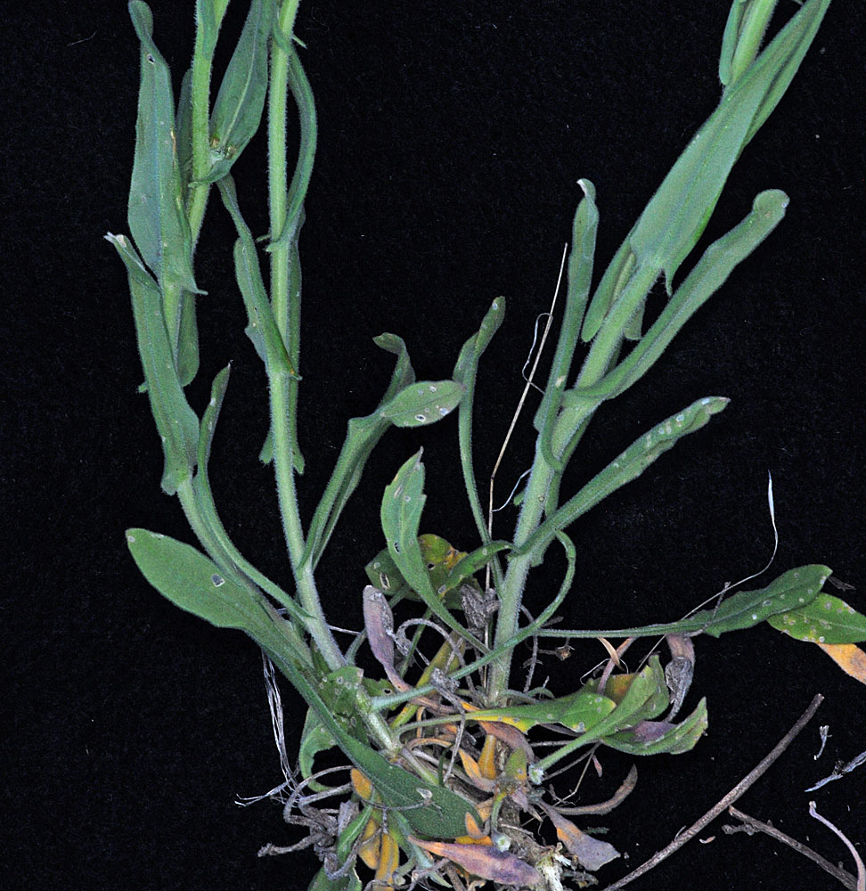Flora of Eastern Washington Image: Boechera pauciflora