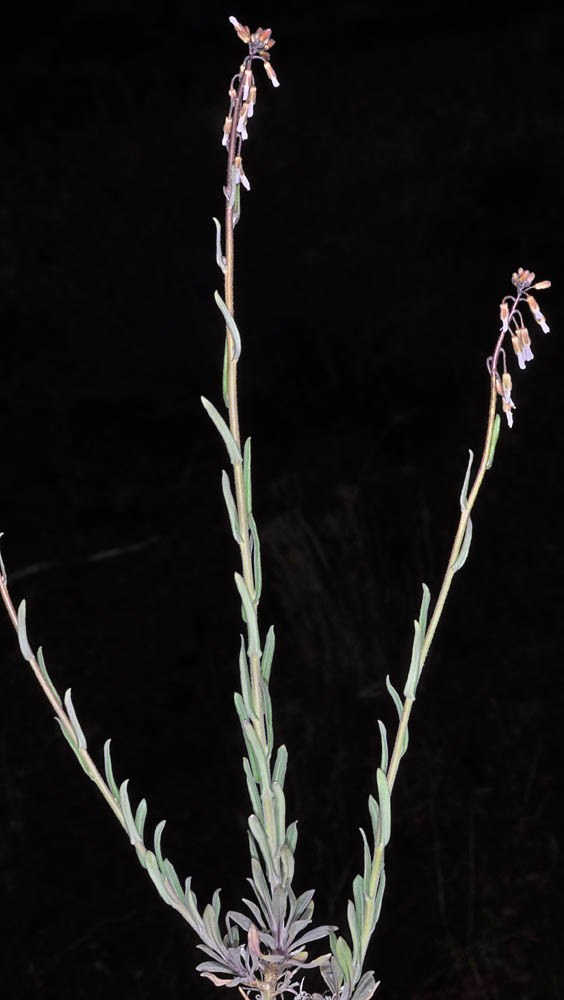 Flora of Eastern Washington Image: Boechera puberula