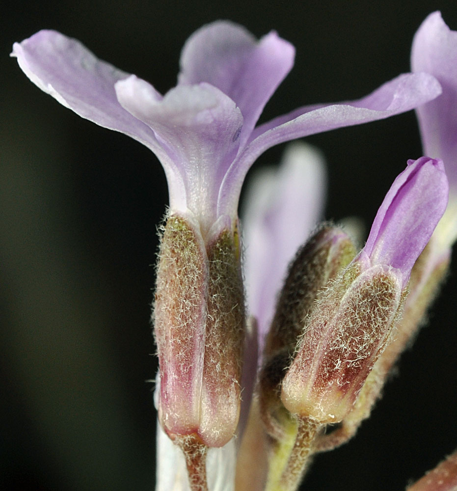 Flora of Eastern Washington Image: Boechera puberula