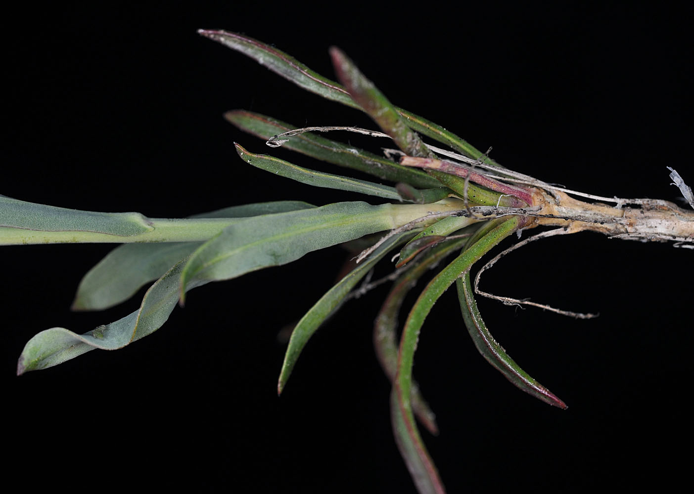 Flora of Eastern Washington Image: Boechera suffrutescens