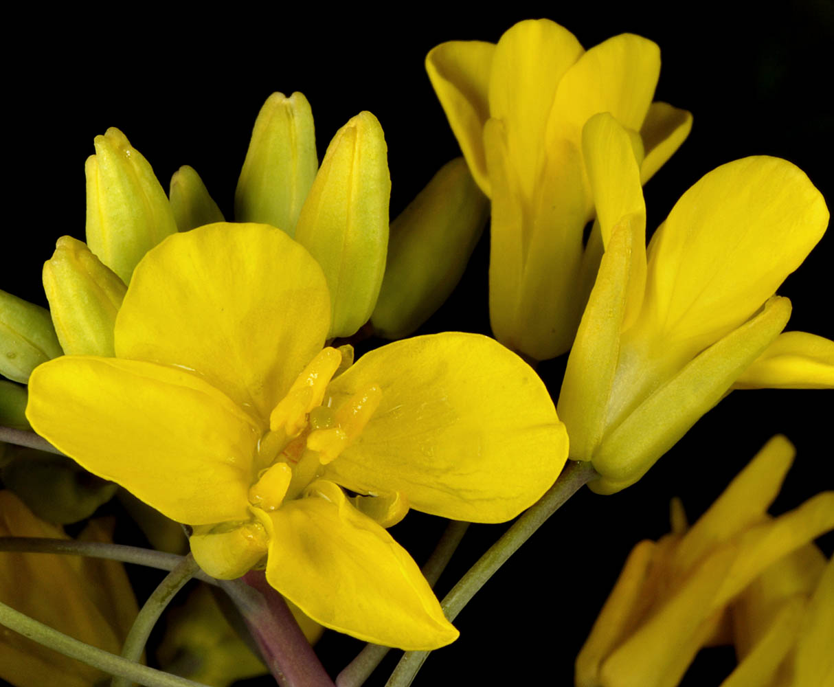 Flora of Eastern Washington Image: Brassica napus