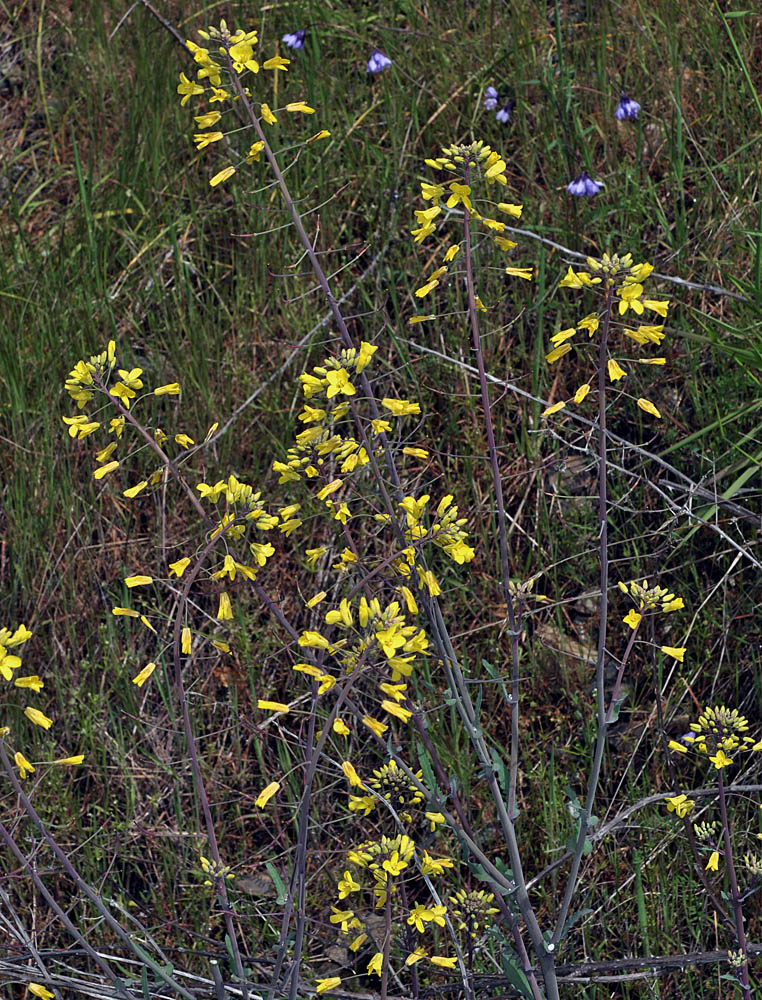 Flora of Eastern Washington Image: Brassica napus