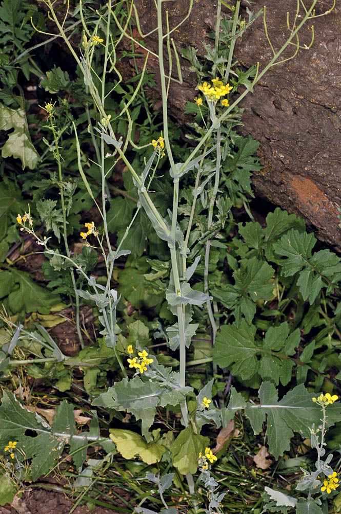 Flora of Eastern Washington Image: Brassica rapa