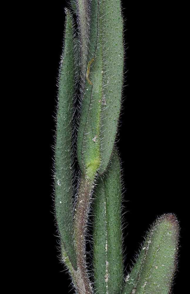 Flora of Eastern Washington Image: Camelina microcarpa