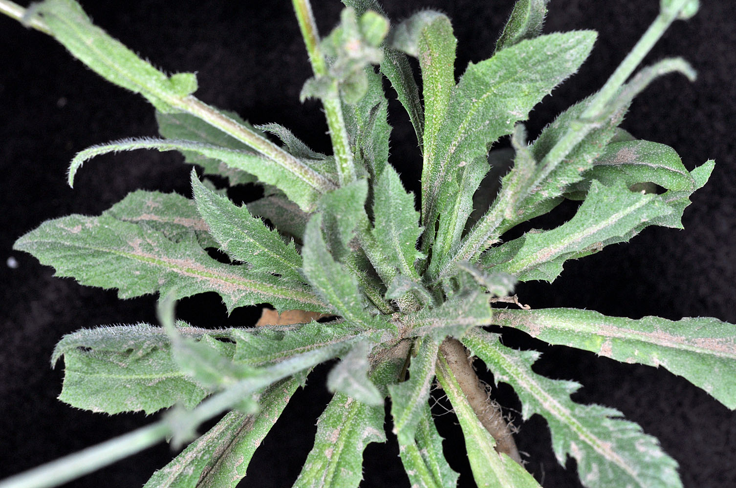Flora of Eastern Washington Image: Capsella bursa-pastoris
