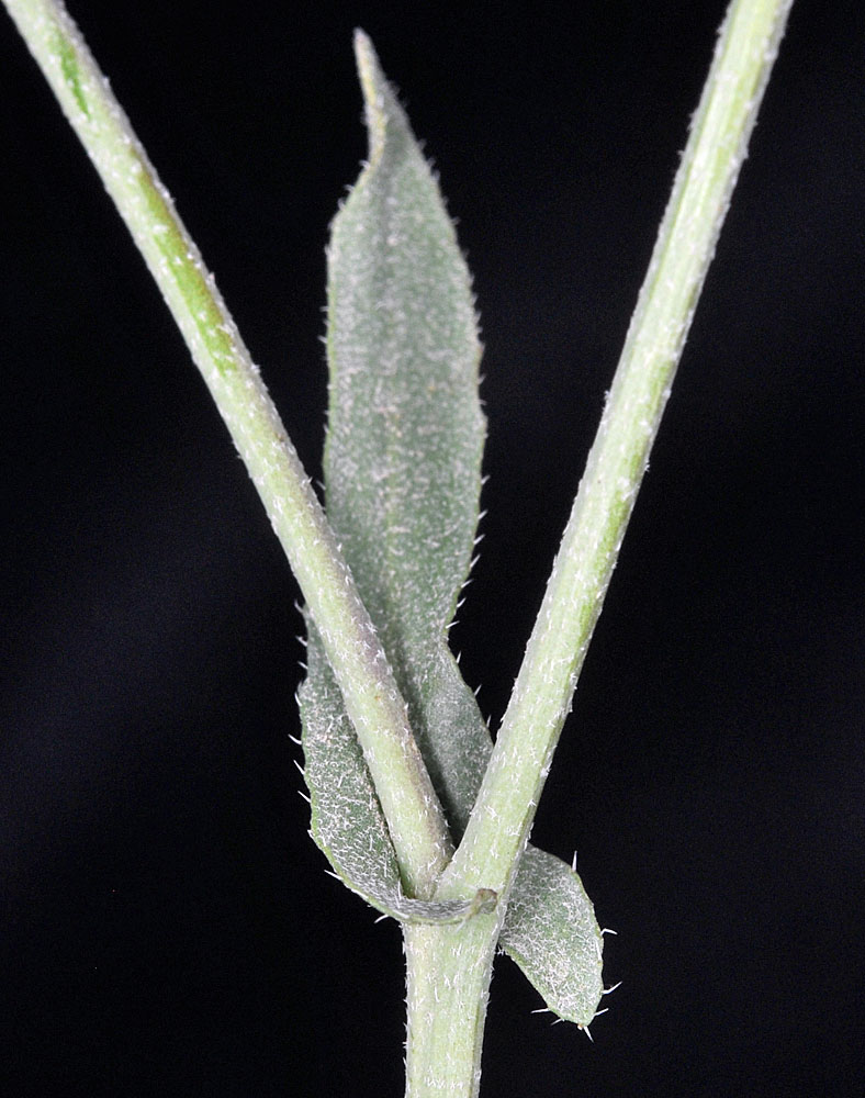 Flora of Eastern Washington Image: Capsella bursa-pastoris