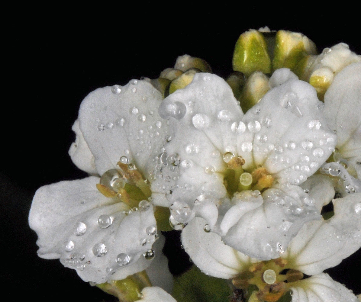Flora of Eastern Washington Image: Cardamine cordifolia