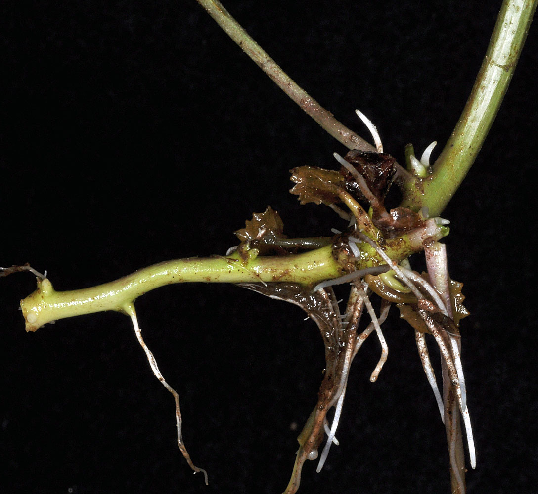 Flora of Eastern Washington Image: Cardamine cordifolia