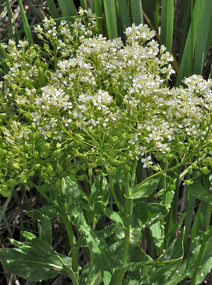 Flora of Eastern Washington Image: Lepidium draba