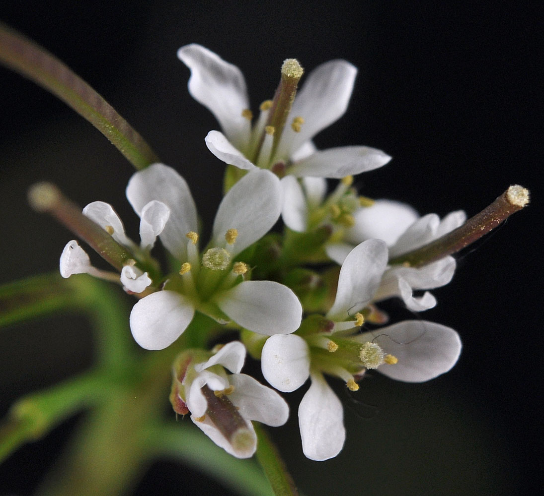Flora of Eastern Washington Image: Cardamine hirsuta