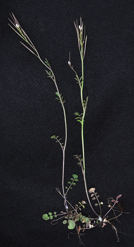 Flora of Eastern Washington Image: Cardamine hirsuta