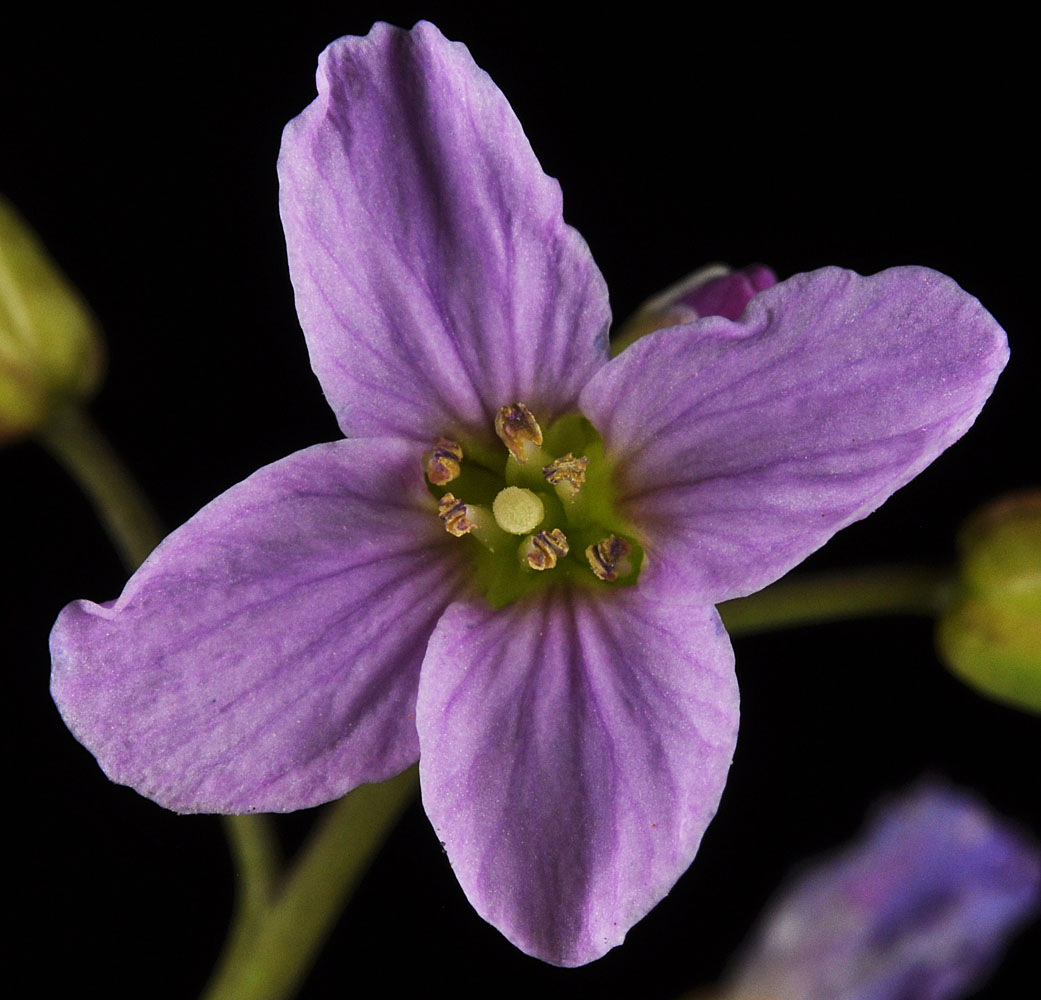 Flora of Eastern Washington Image: Cardamine nuttallii