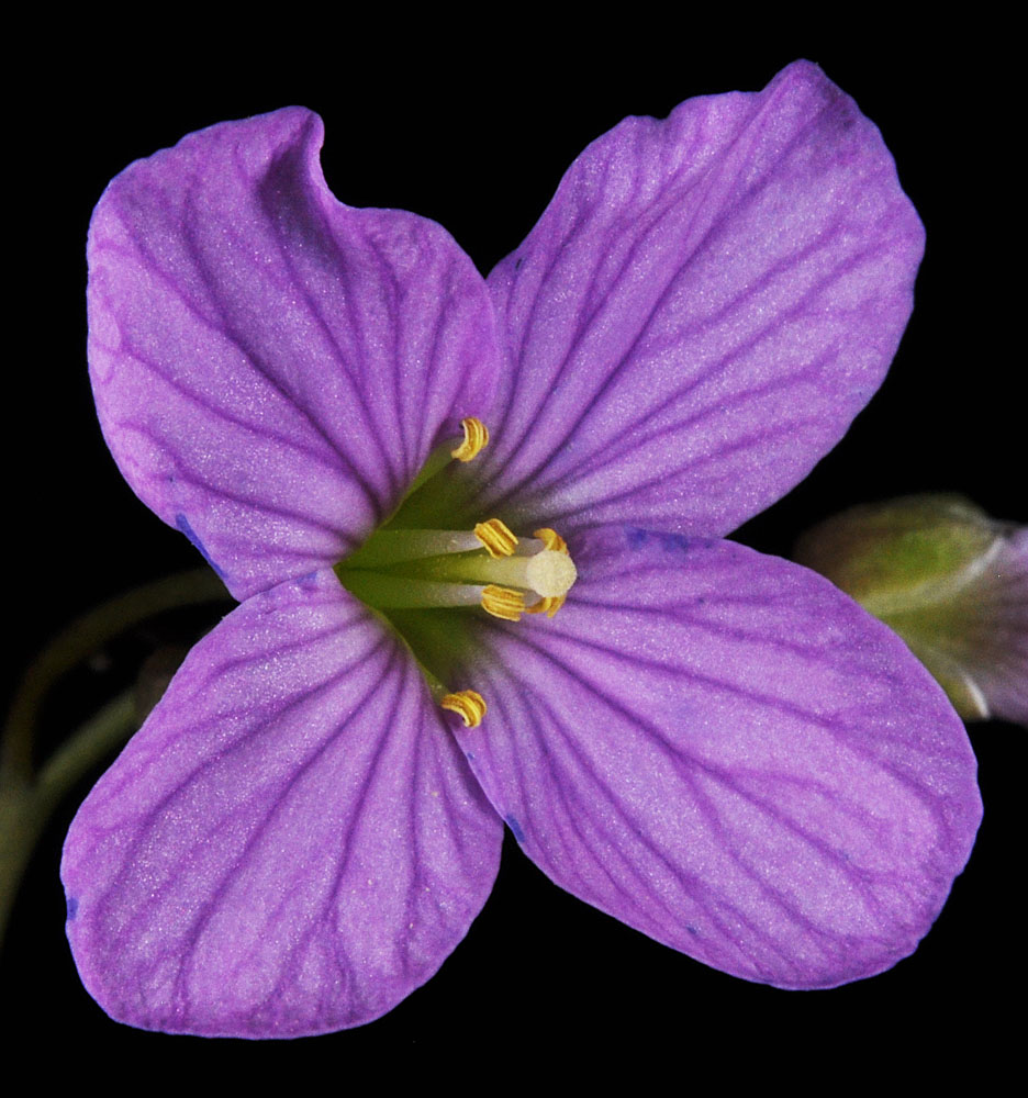 Flora of Eastern Washington Image: Cardamine nuttallii