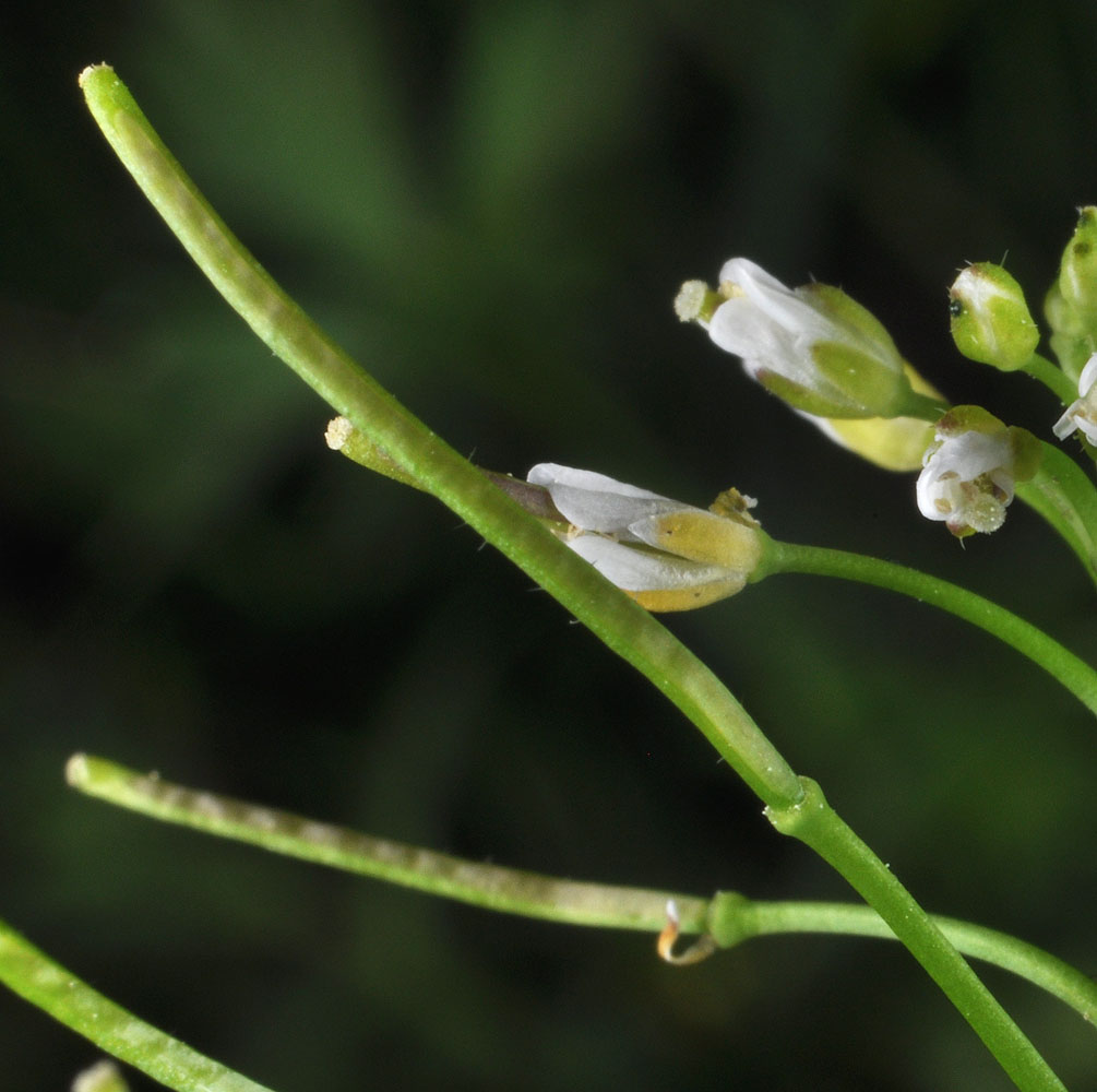 Flora of Eastern Washington Image: Cardamine oligosperma