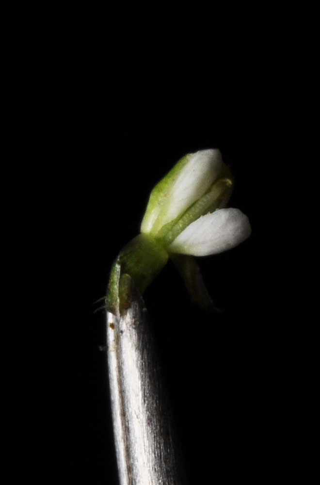 Flora of Eastern Washington Image: Cardamine oligosperma