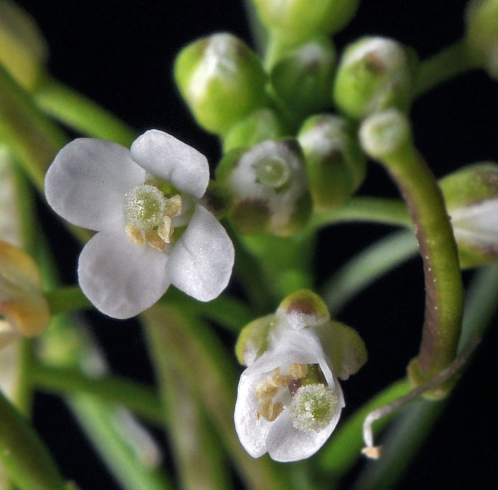 Flora of Eastern Washington Image: Cardamine pensylvanica