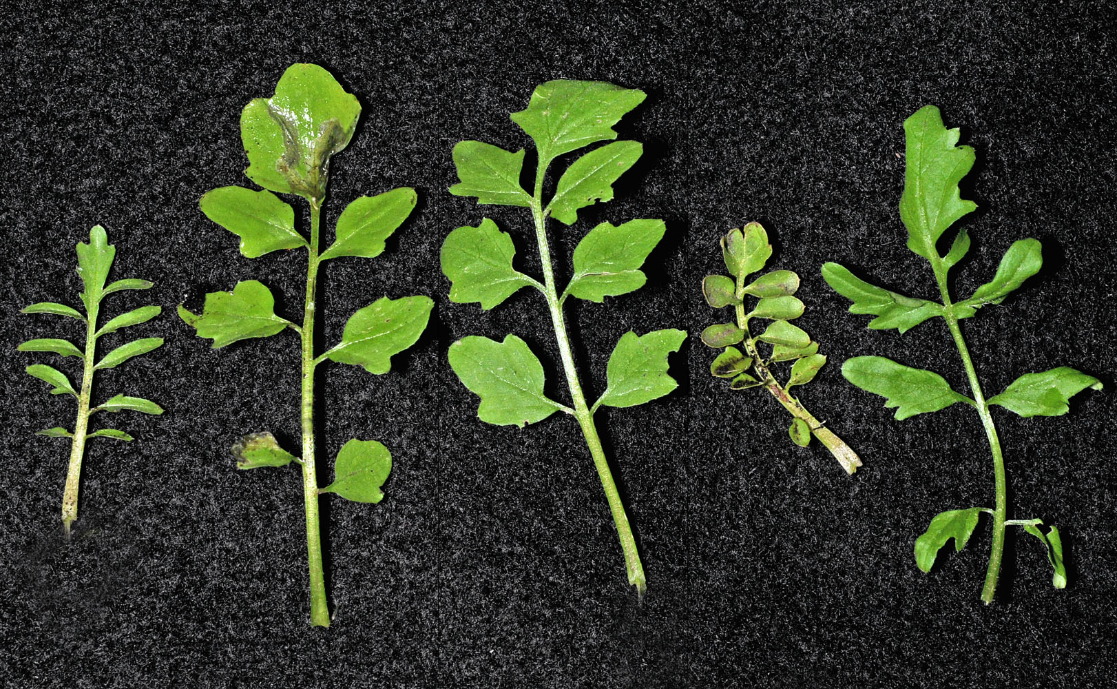 Flora of Eastern Washington Image: Cardamine pensylvanica