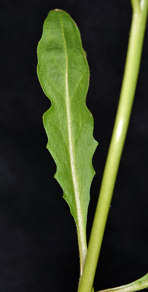 Flora of Eastern Washington Image: Chorispora tenella