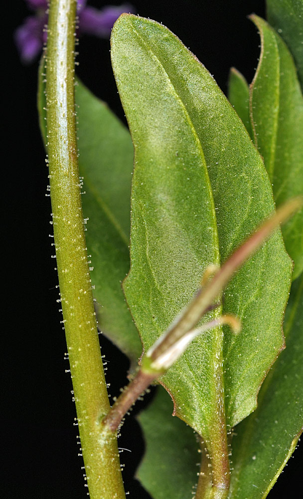 Flora of Eastern Washington Image: Chorispora tenella