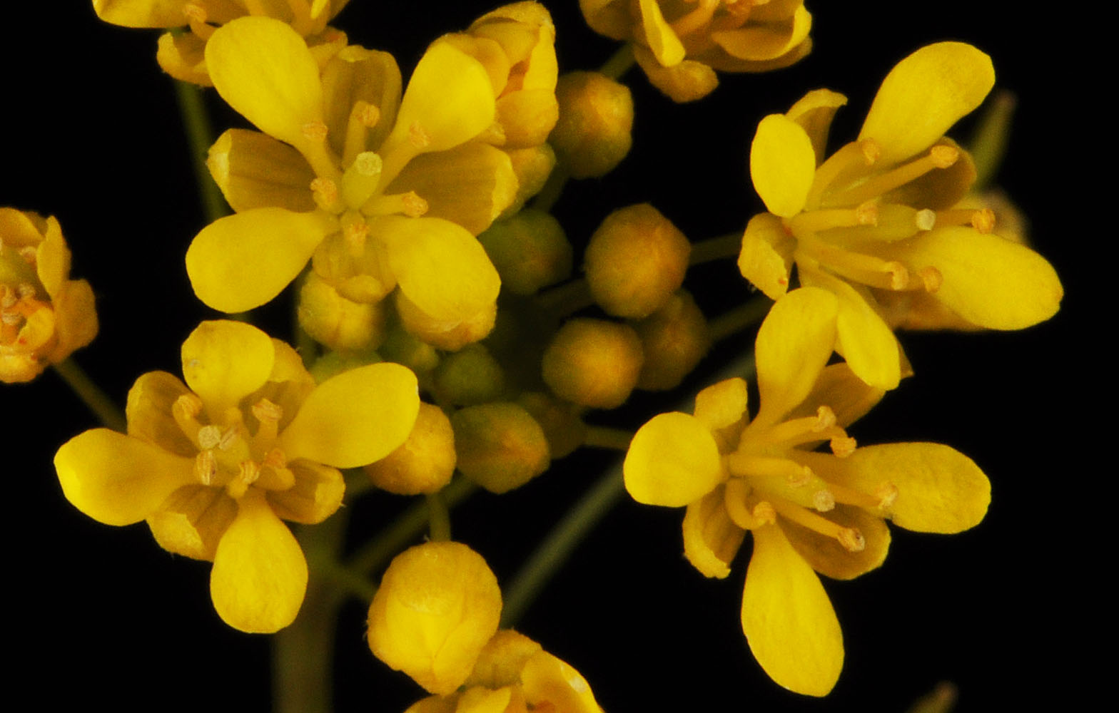 Flora of Eastern Washington Image: Descurainia incisa