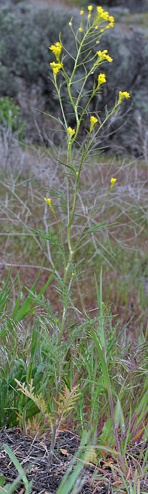 Flora of Eastern Washington Image: Descurainia incisa