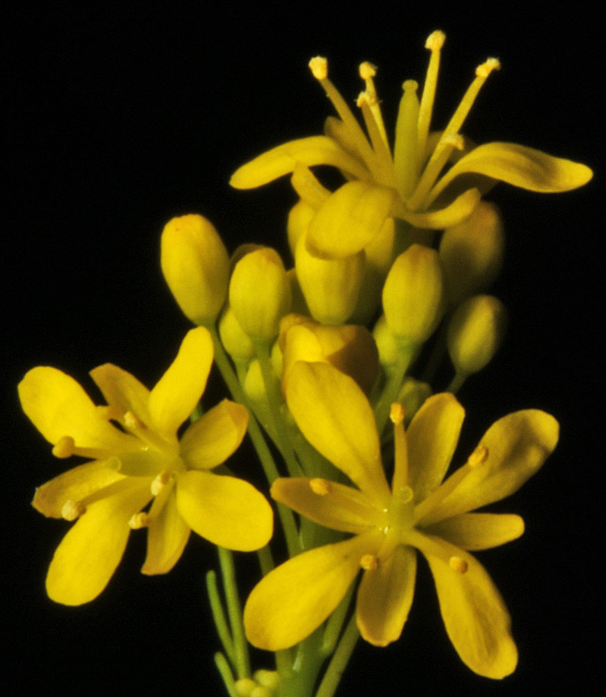 Flora of Eastern Washington Image: Descurainia longepedicellata