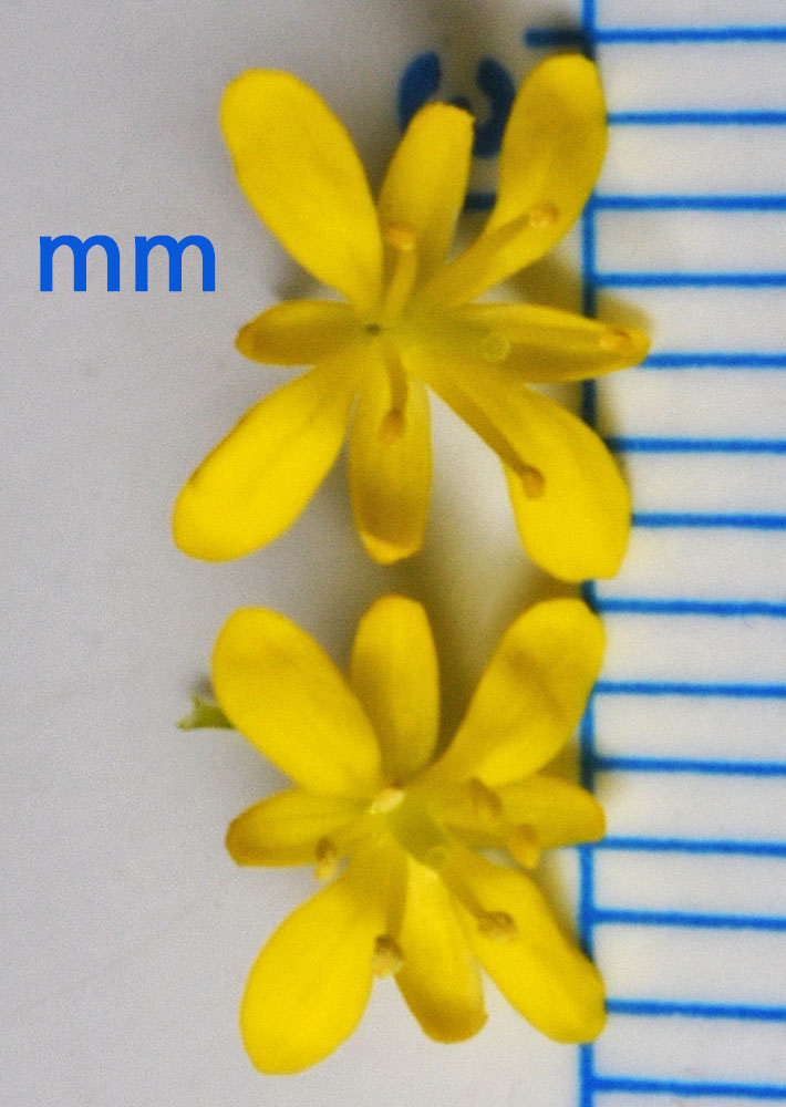 Flora of Eastern Washington Image: Descurainia longepedicellata