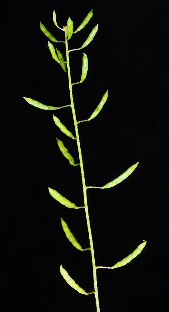 Flora of Eastern Washington Image: Descurainia nelsonii