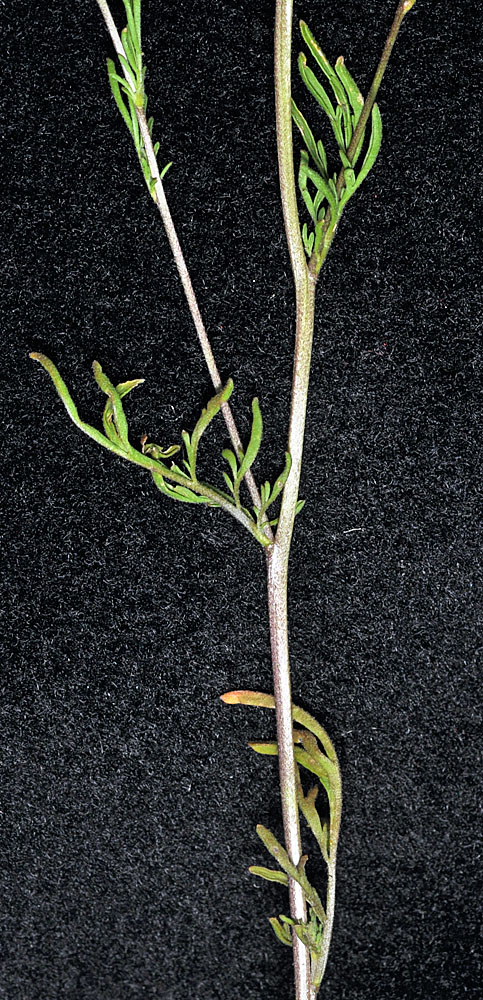 Flora of Eastern Washington Image: Descurainia nelsonii