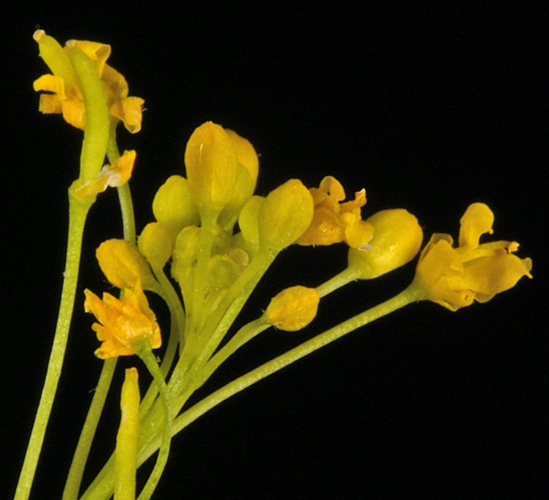 Flora of Eastern Washington Image: Descurainia pinnata