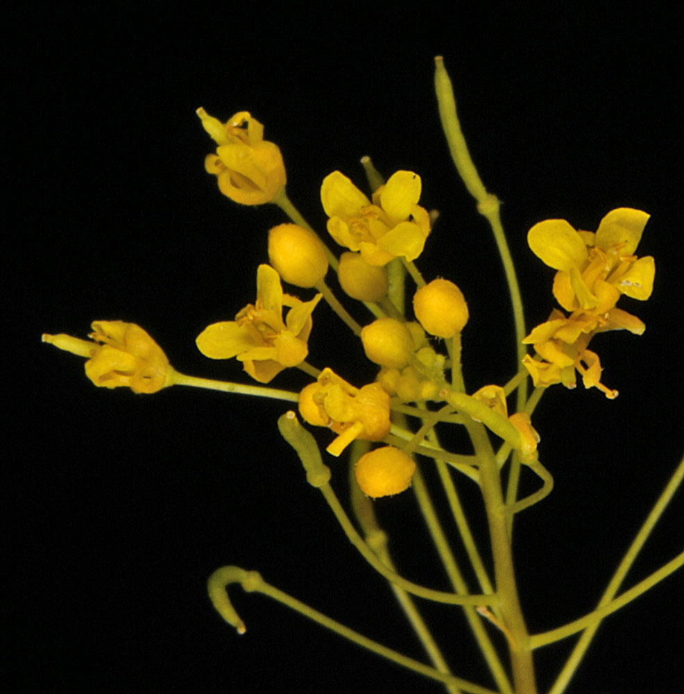 Flora of Eastern Washington Image: Descurainia pinnata