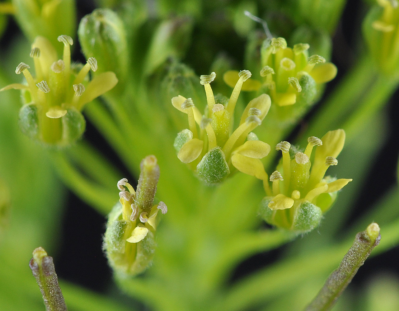 Flora of Eastern Washington Image: Descurainia sophia