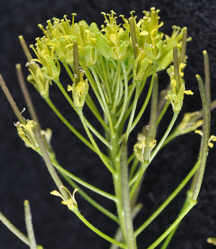 Flora of Eastern Washington Image: Descurainia sophia