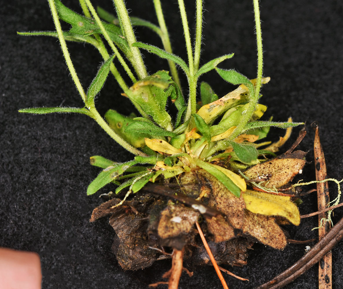 Flora of Eastern Washington Image: Draba cana