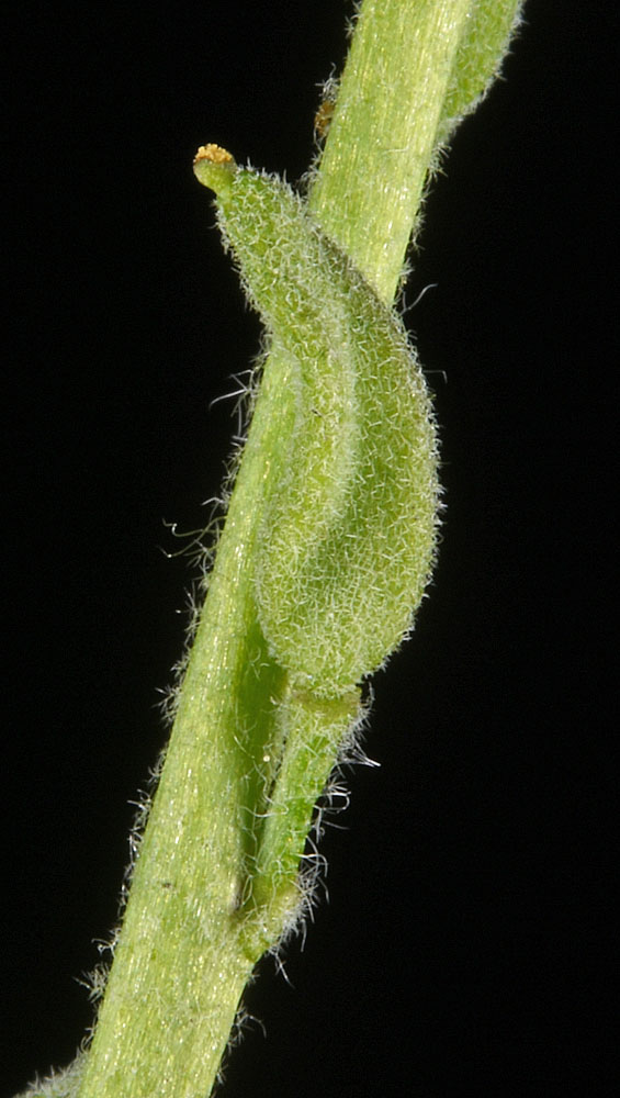 Flora of Eastern Washington Image: Draba cana