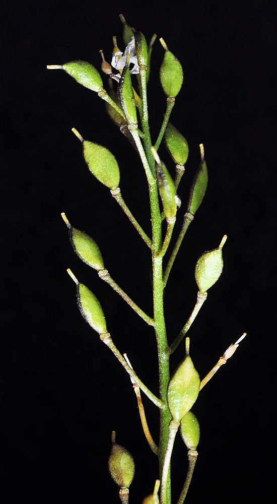 Flora of Eastern Washington Image: Draba densifolia