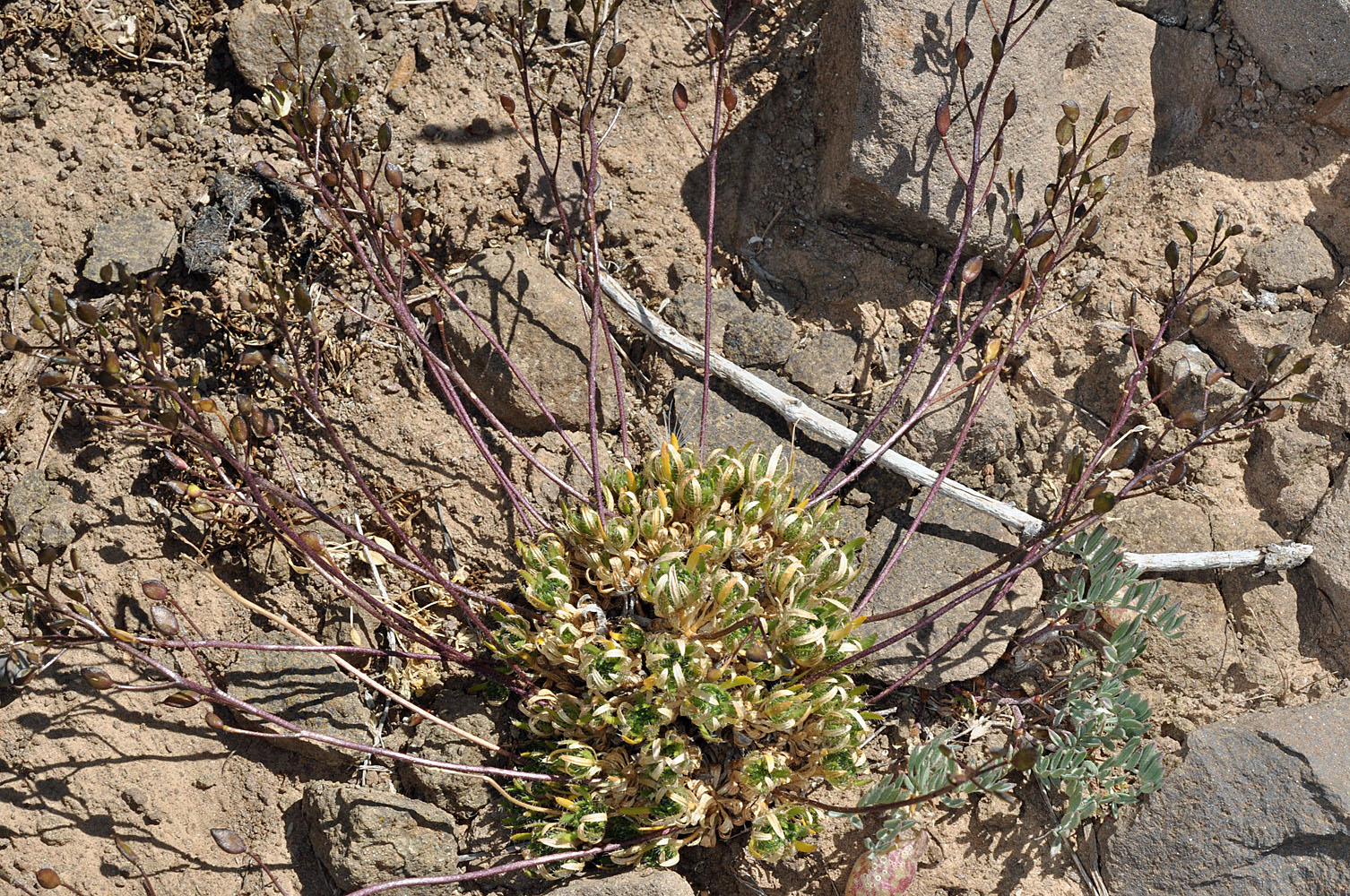 Flora of Eastern Washington Image: Draba densifolia