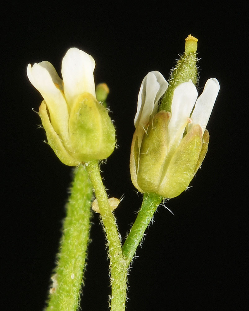 Flora of Eastern Washington Image: Draba praealta