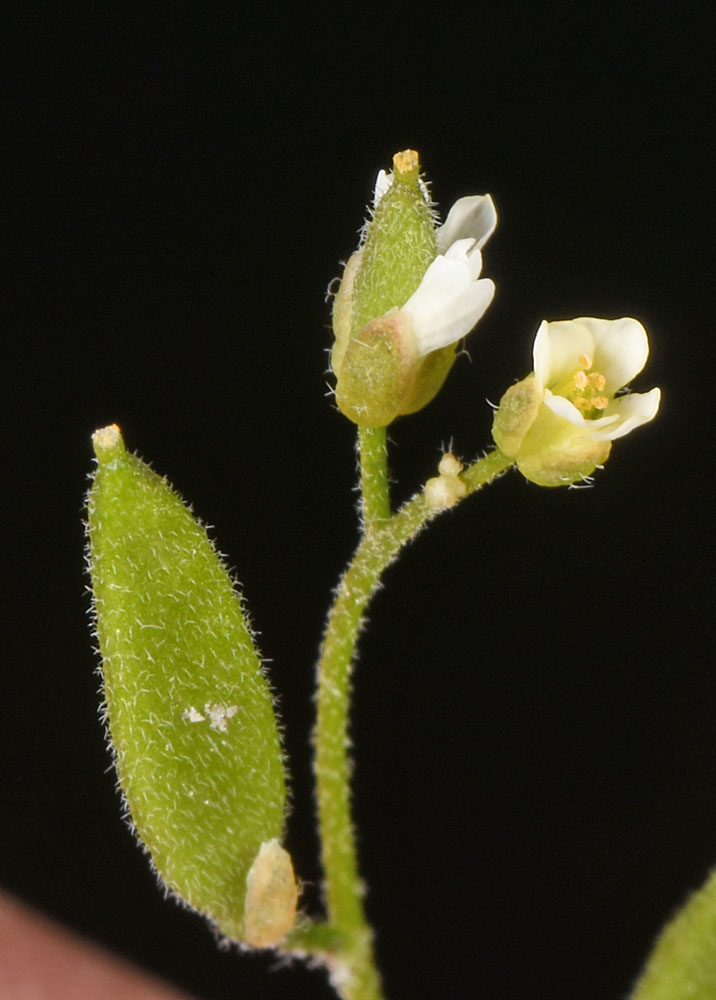 Flora of Eastern Washington Image: Draba praealta