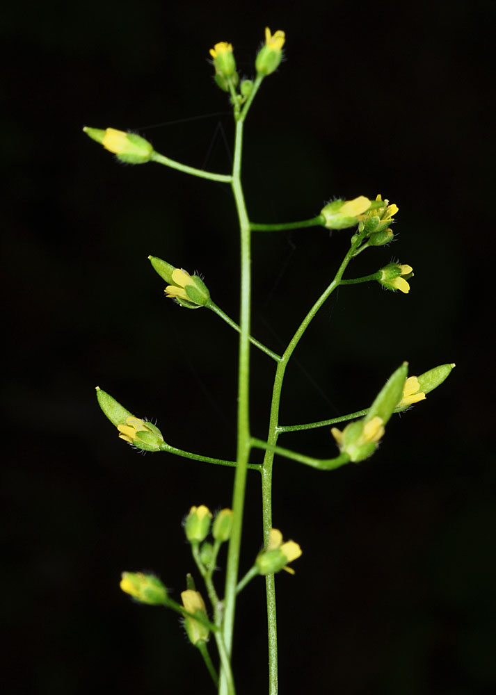 Flora of Eastern Washington Image: Draba stenoloba