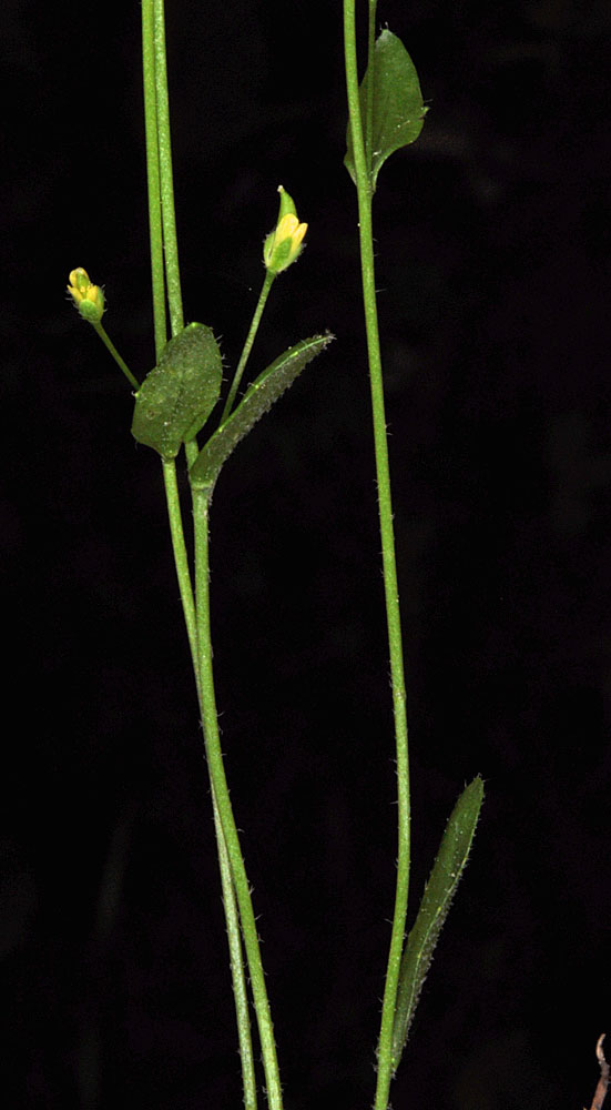 Flora of Eastern Washington Image: Draba stenoloba