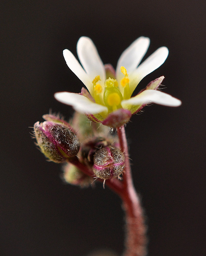 Flora of Eastern Washington Image: Draba verna