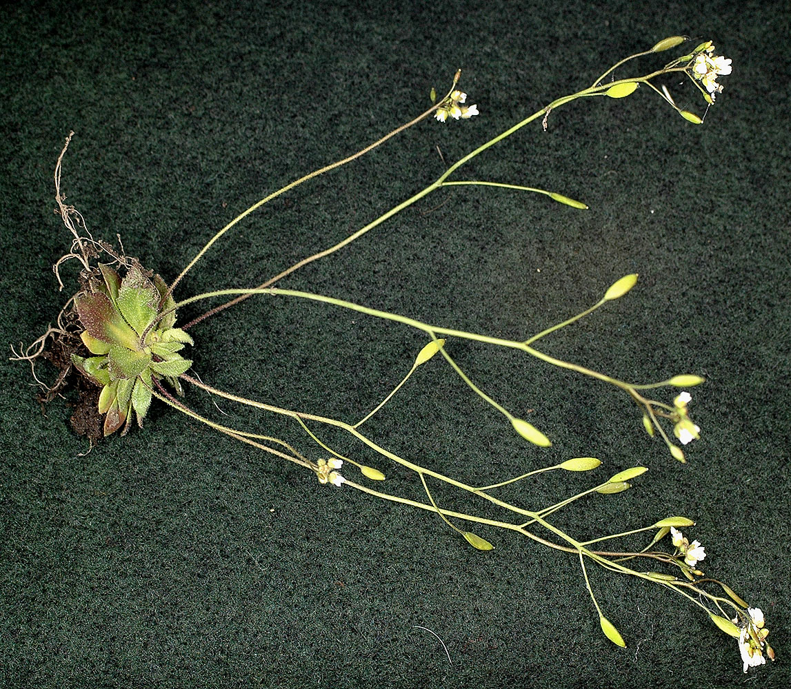 Flora of Eastern Washington Image: Draba verna