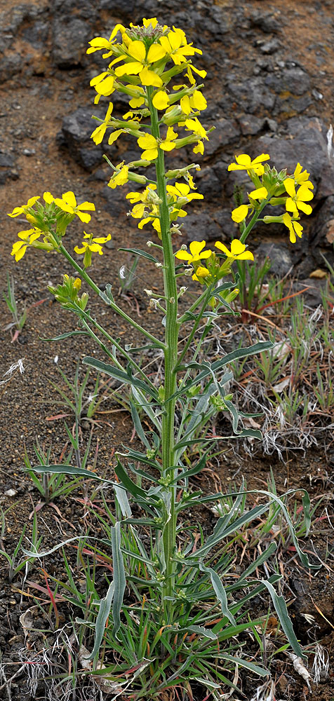 Flora of Eastern Washington Image: Erysimum capitatum