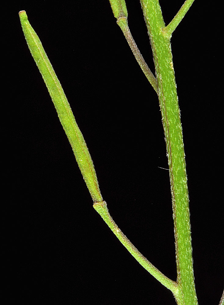 Flora of Eastern Washington Image: Erysimum cheiranthoides