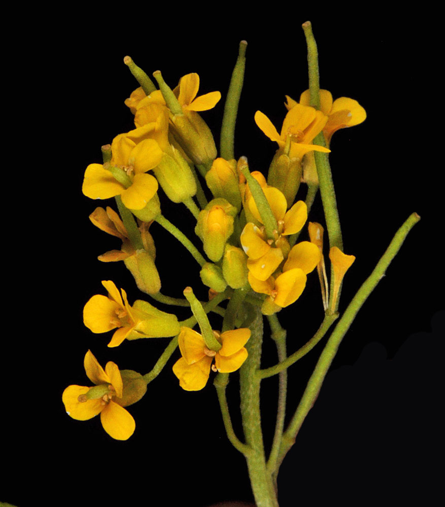 Flora of Eastern Washington Image: Erysimum cheiranthoides