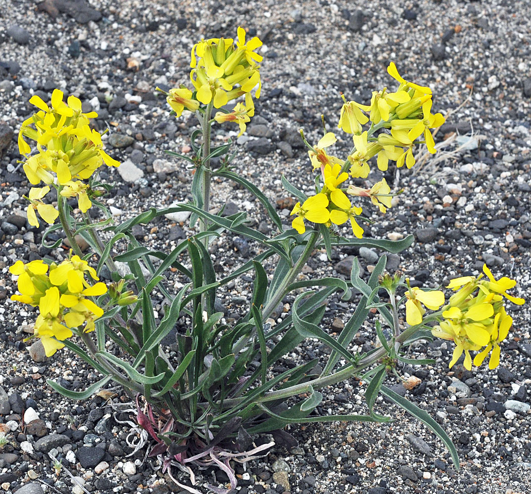 Flora of Eastern Washington Image: Erysimum occidentale