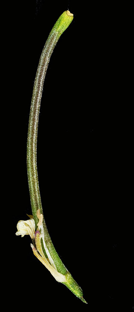 Flora of Eastern Washington Image: Erysimum repandum