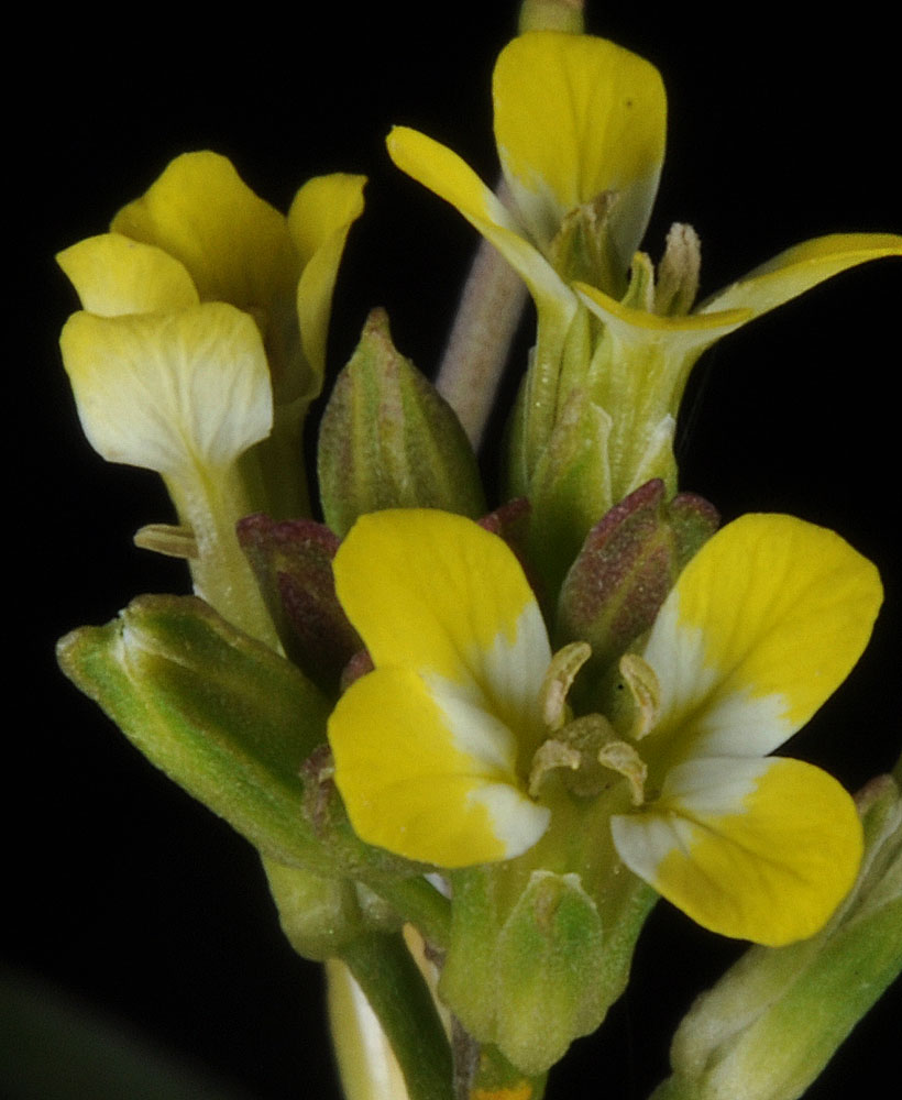 Flora of Eastern Washington Image: Erysimum repandum