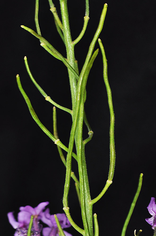 Flora of Eastern Washington Image: Hesperis matronalis